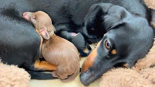 Mini Dachshund gives birth to 3 puppies. There is 1 chocolate puppy.