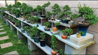 Impromptu Backyard Bonsai Tour by Little Jade Bonsai