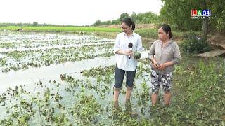 Mưa, lũ gây thiệt hại hàng trăm hecta lúa, hoa màu của người dân | LONG AN TV