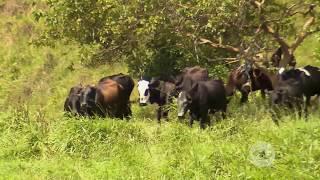 Pastoreo en laderas con pastos de corte - La Finca de Hoy