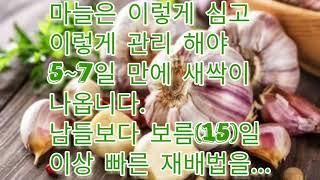 마늘 심는 방법 확실히 알려 드립니다, 마늘 심고 5~7일 만에 마늘 싹이 나오는 것을 경험 하실 수 있습니다#마늘 #마늘농사 #마늘재배