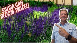 How to Prune Salvia for Continuous Blooms!!!