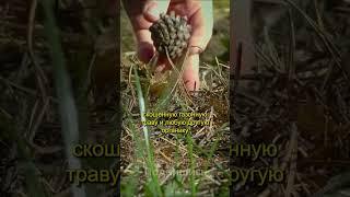 Сделай землю КАК ХЛЕБ мягкой и плодородной Дачный агроном