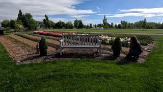 Boxwoods in the Cut Flower Garden  & Planting the flower Topiary!  // Garden Answer