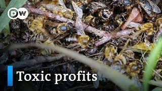 Bayer and the bees | DW Documentary