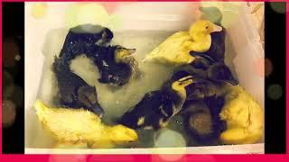 Baby Ducks' First Bath Party!