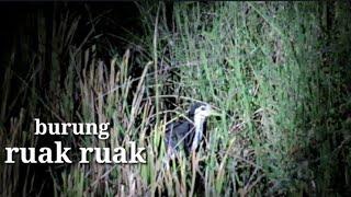 Berburu burung ruak ruak di malam hari...