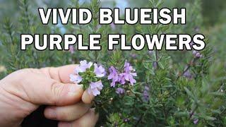 BLUE GEM™ Westringia, native shrub with vivid bluish flowers | Ozbreed Native Shrubs & Groundcovers