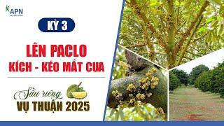 APN - LÊN PACLO - KÍCH KÉO MẮT CUA | SẦU RIÊNG VỤ THUẬN 2025 | KỲ 3