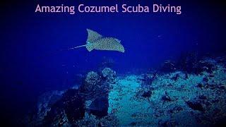 Amazing Cozumel Scuba Diving  2019 in HD.  Some of the Best Scuba Diving in the World!