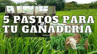 Top 5 pastos para tu ganaderia 