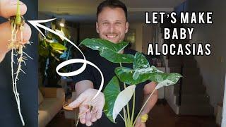 THE BEST WAY TO PROPAGATE ALOCASIAS - growing Alocasias from corms