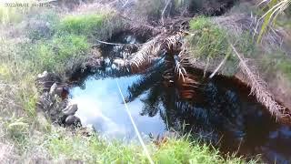 Mancing Ikan Gabus Di Perkebunan kelapa sawit