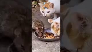 ДОБРЫЕ КОШКИ!