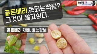 골든베리, 돈되는작물? 그것이 알고싶다. Golden berry plant