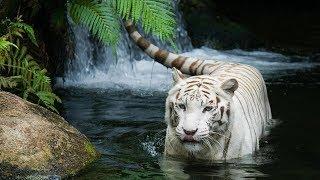 Rarest Wild Animals of Asia - Documentary