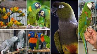 Multan Birds Market Rasheedabad 27 Decmber 2024 | pakistan bird market