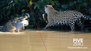 Jaguar vs Caiman vs Piranha