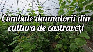 Combaterea daunatorilor la cultura de castraveti din gradina bio insecticid bio