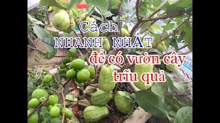 Cách Nhanh Nhất để có vườn cây ăn trái Trĩu Quả & cách chăm | THÍCH TRỒNG CÂY TV