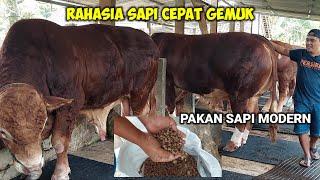 RAHASIA SAPI CEPAT GEMUK PAKAN SAPI MODERN