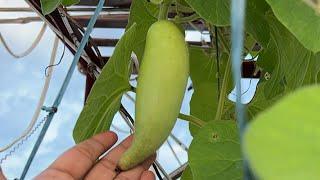 How to do Organic Farming At Home? What is necessary to grow vegetables at home?