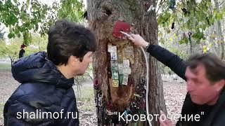 Святой Николай Новый из Вунен. Кровотечение деревьев. Фильм 2