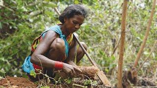 Collection of Roots & Tubers by Tribal Communities of Odisha