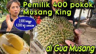 Rahsia seorang wanita urus 400 pokok durian Musang King sejak 20 tahun