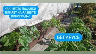 Виноград в Беларуси, открытый грунт!
