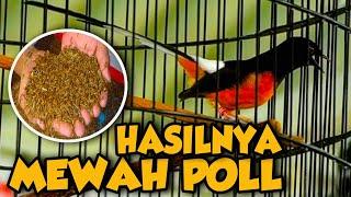 SILAHKAN DI COBA‼️HASIL AKHIRNYA MEWAH POLL