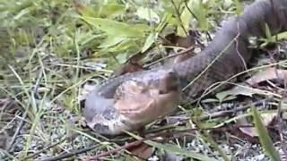 Northern Copperheads