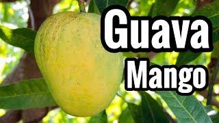 Our First Look at 'Guava' Mango!