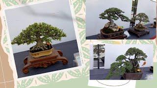 Bonsai Idaman