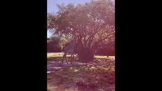 KILIMANJARO SAFARI ANIMAL KINGDOM #disney #animalkingdom #safari