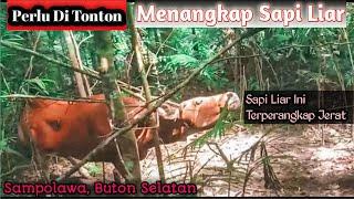 Bersama Para Bocil Menaklukkan Sapi Liar Di Tengah Hutan Belantara