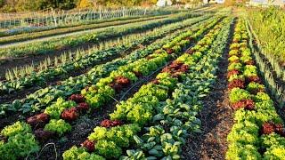 Companion Planting VS. Interplanting: Differences, Examples, and Strategies for Both