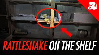 Rattlesnake at Eye Level! Electrician Finds Rattlesnake in the Cellar