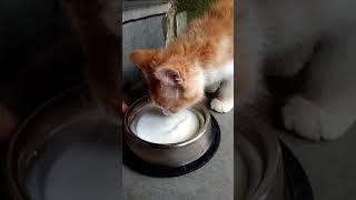 It's milk time Ruby(kitten)|cooking square #cookingsquare#explore#trending#ytshorts#kitten#catlover