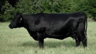 Anderson Cattle Co - Registered Black Angus Cattle 07 30 2009 016