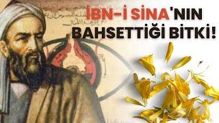 İbn-i Sina’nın Bahsettiği Bitki! #ModernAktar