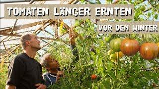 Tomaten länger ernten vor dem Winter - Entspitzen, Tomatenhaken