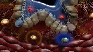 Immunology of the Lung