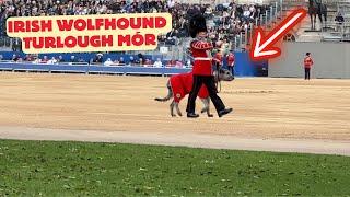 Irish Guards Mascot "Seamus" lead the Parade "Trooping The Colour"