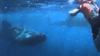 Whale Sharks Everywhere - 300 Whale Sharks At The Coast Of Mexico