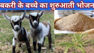 बकरी के बच्चे का शुरुआती भोजन | Chhote bakri ke bacche ko kya khilana chahiye #babygoat @vnsgoatfarm