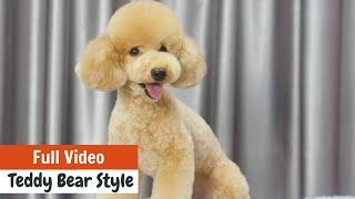 TEDDY BEAR STYLE FOR TOY POODLE Full Version With GROOMING TIPS | ASIAN CUTE DOGS