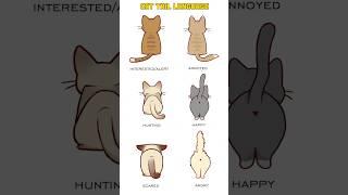 Cat Tail Language - Cat Tail Meaning Body Language