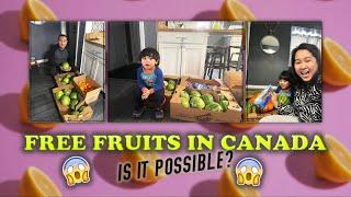 Free fruits in Canada, is it possible?