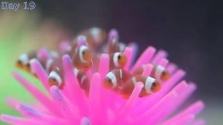 Our first clownfish babies